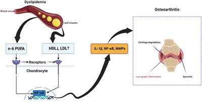 The metabolic characteristics and changes of chondrocytes in vivo and in vitro in osteoarthritis